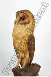 Whole Body Owl